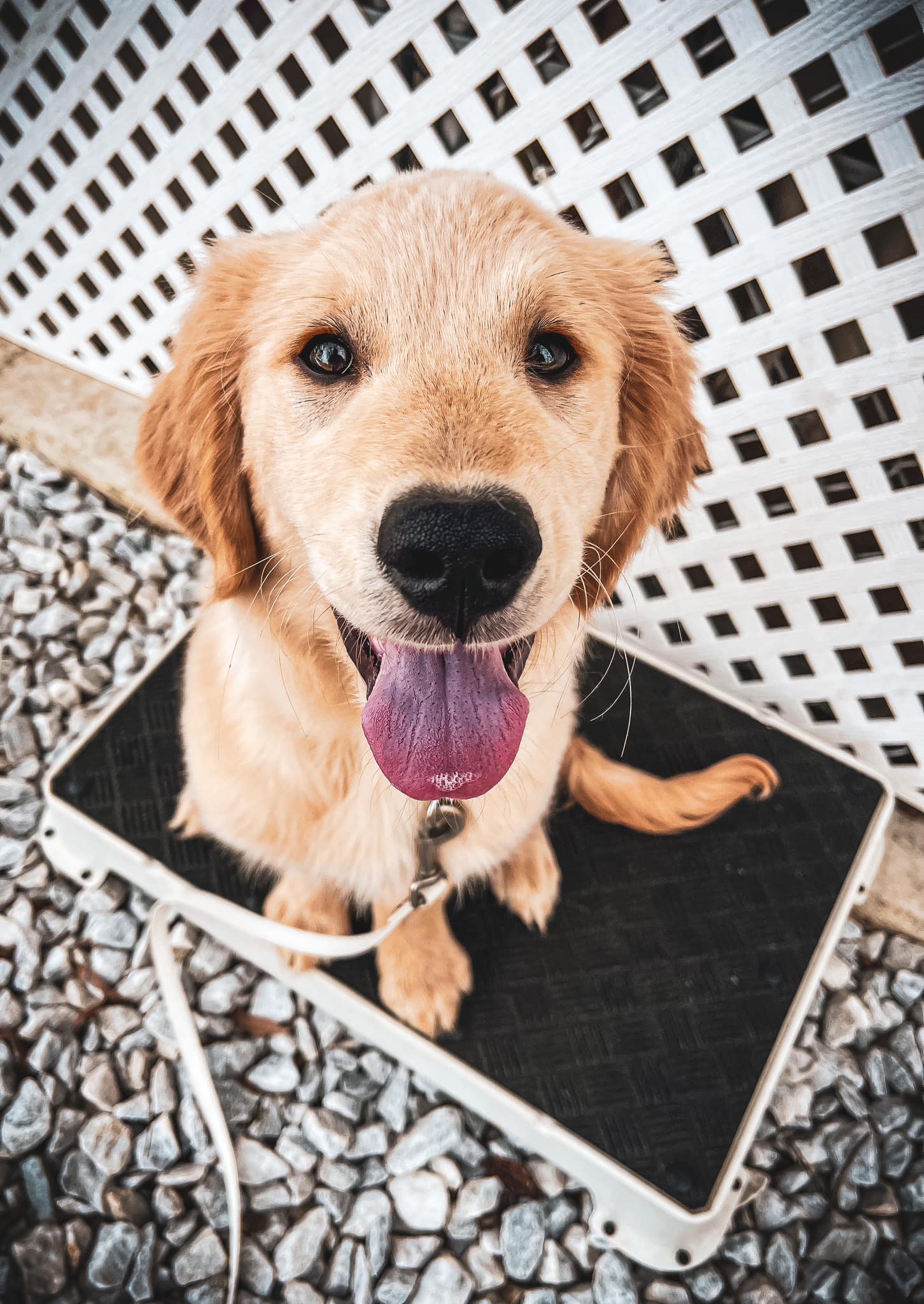 Wagner K9 trained dog