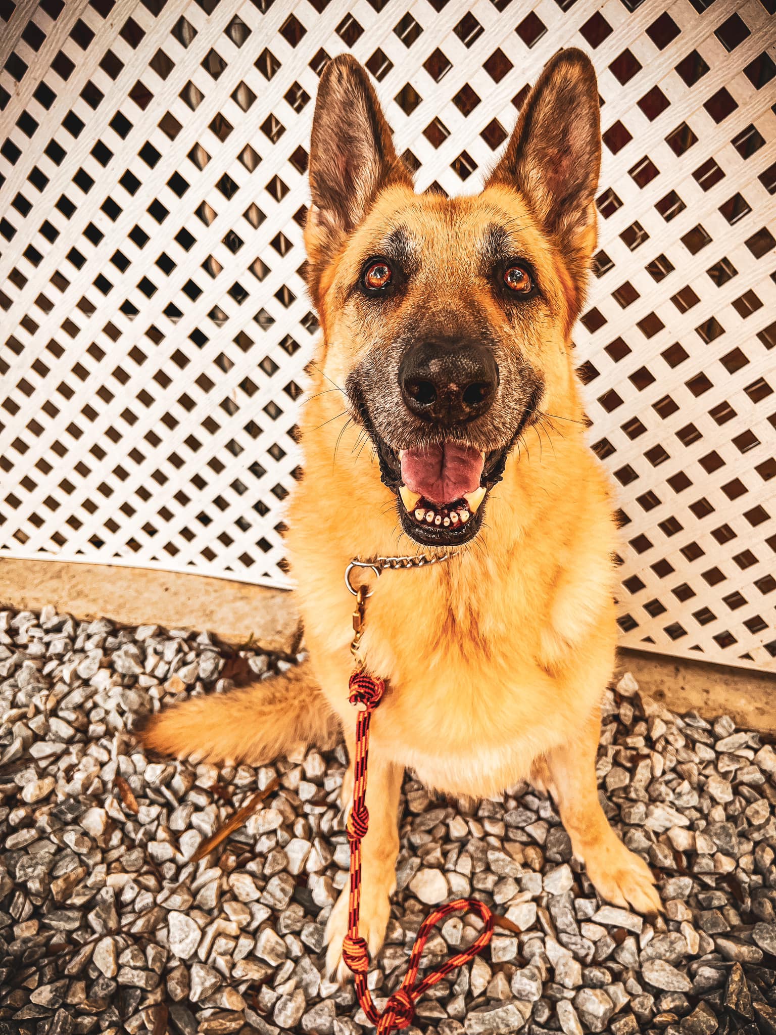 Wagner K9 trained dog